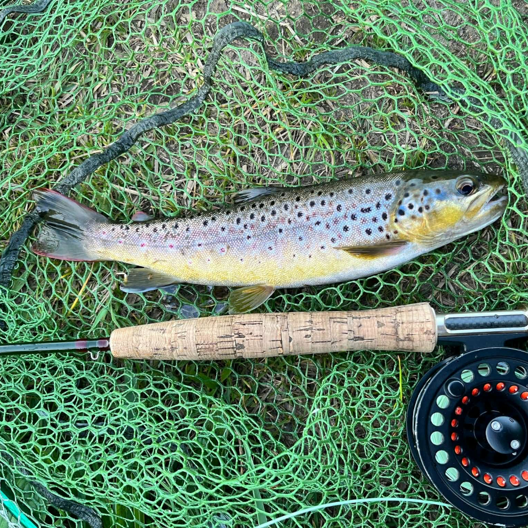 Wild Brown Trout at Drift