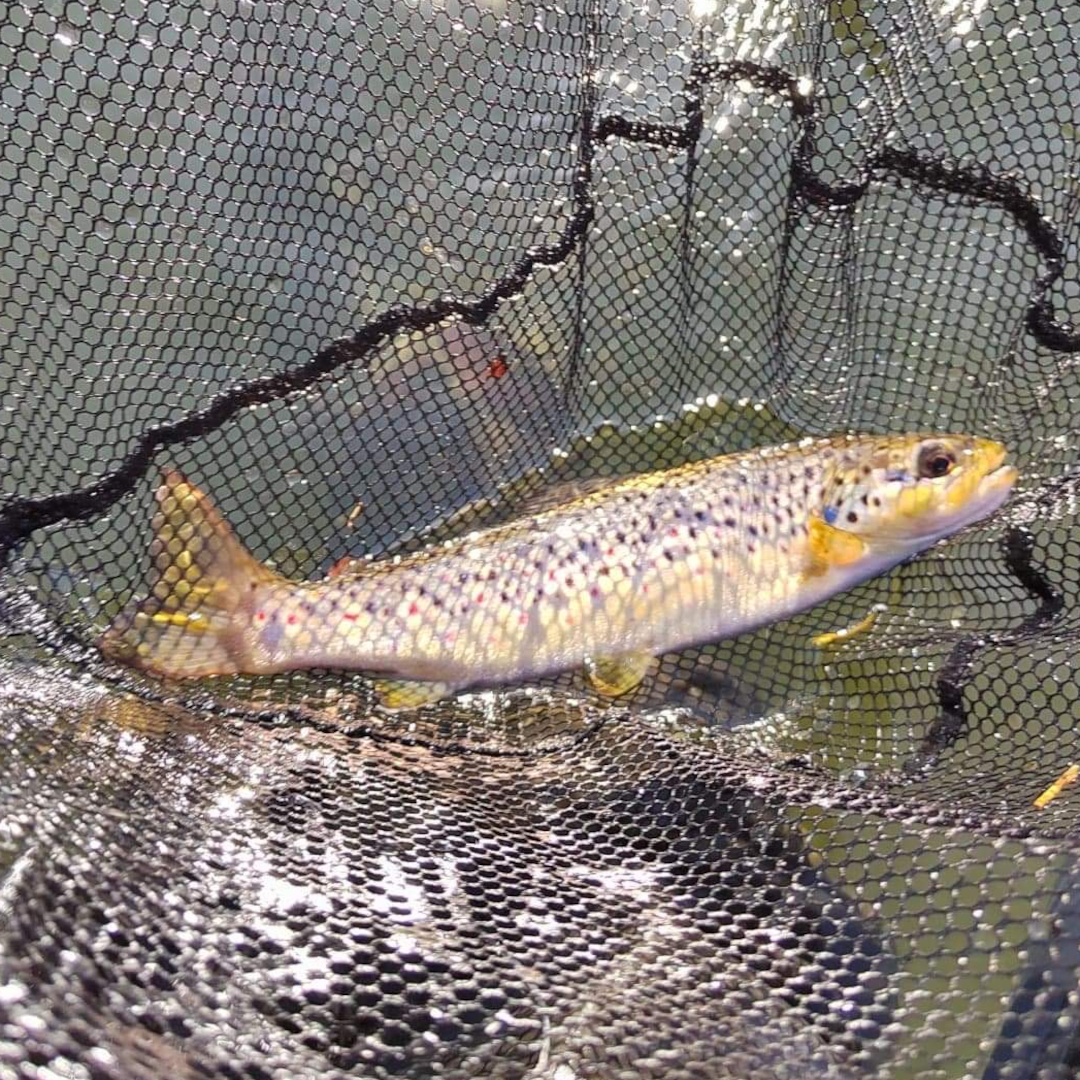 Member-caught brown trout at Drift