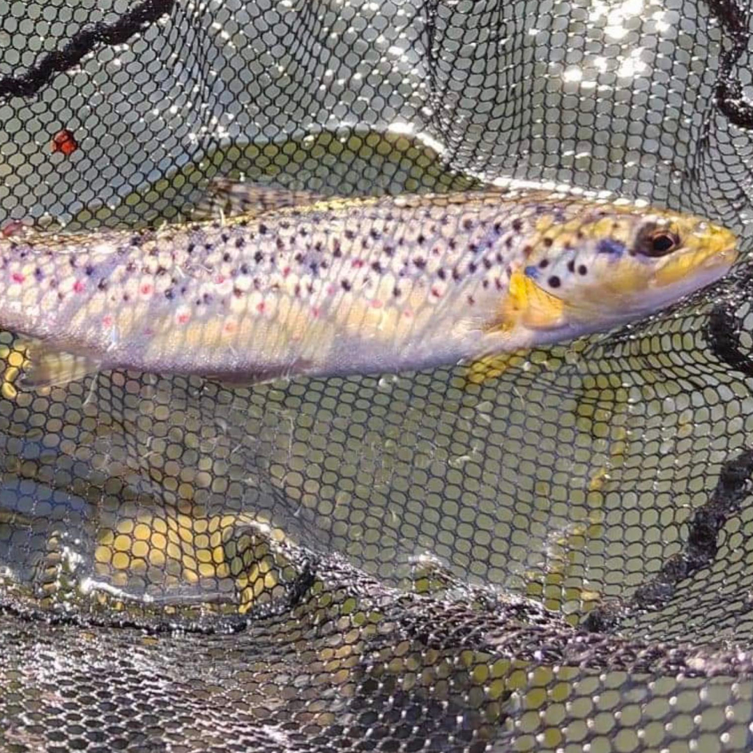 Member-caught brown trout at Drift