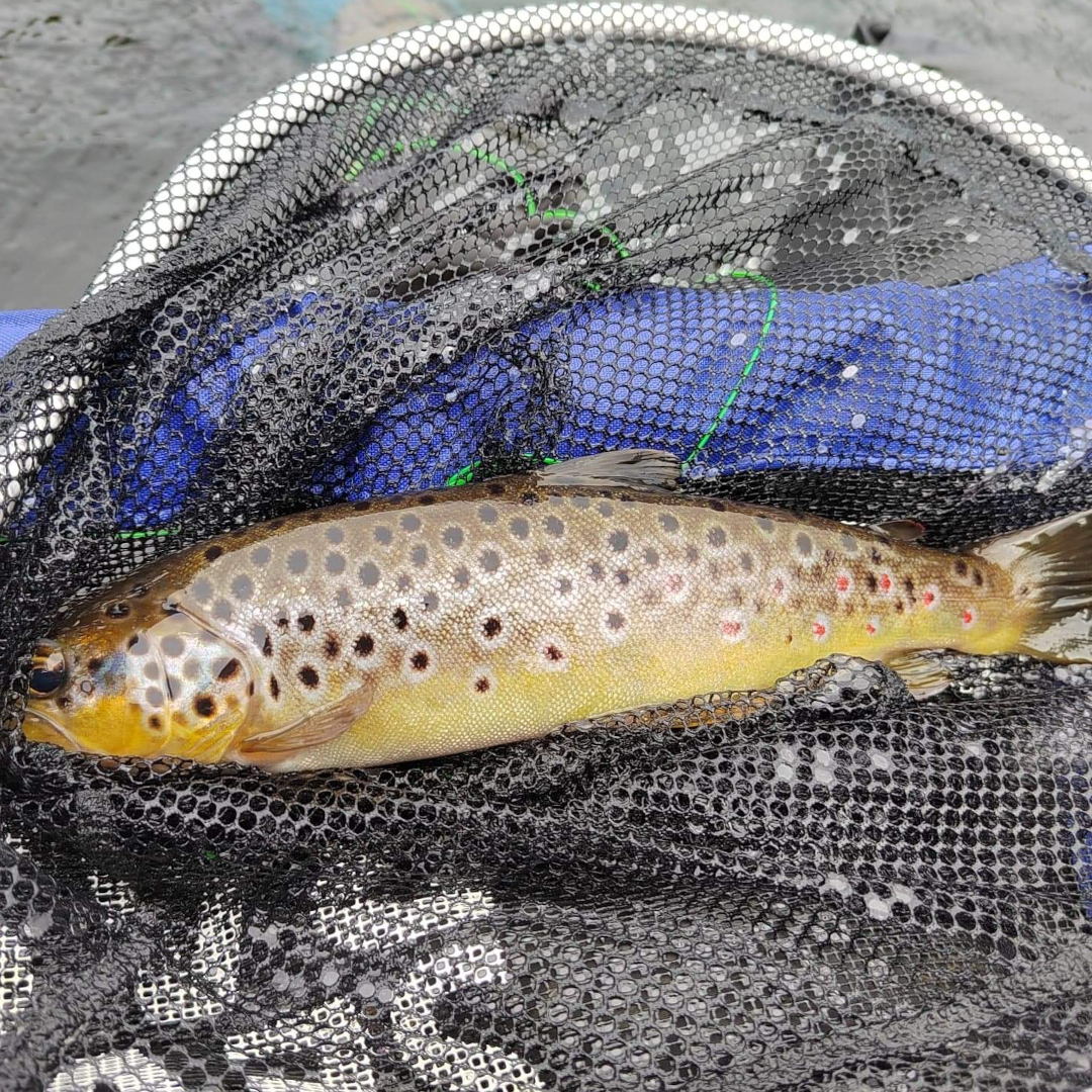 Member-caught brown trout at Drift