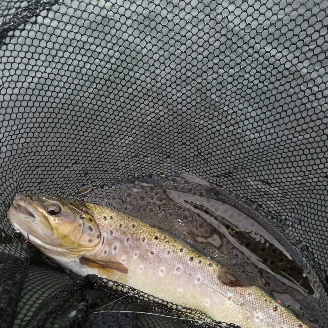 Member-caught brown trout at Drift