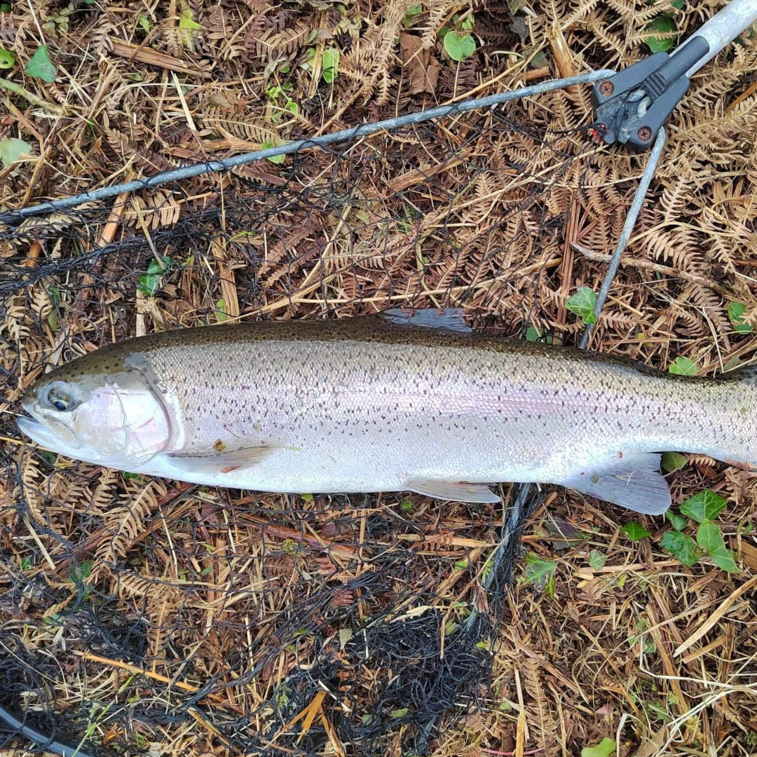 Member-caught rainbow trout at Drift