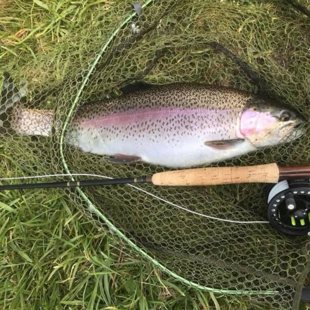 Member-caught wild rainbow Trout at Drift