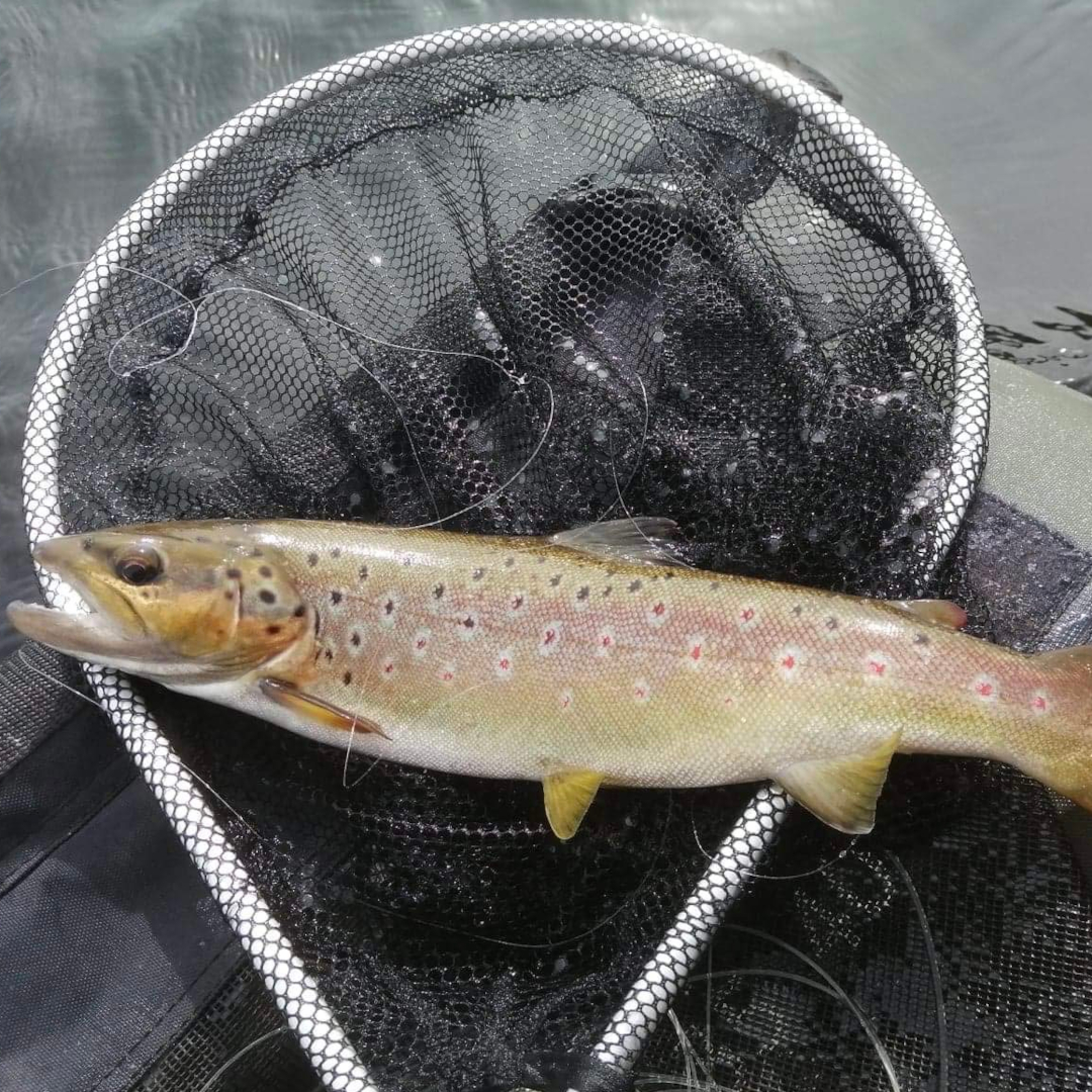 Member-caught wild Brown Trout at Drift