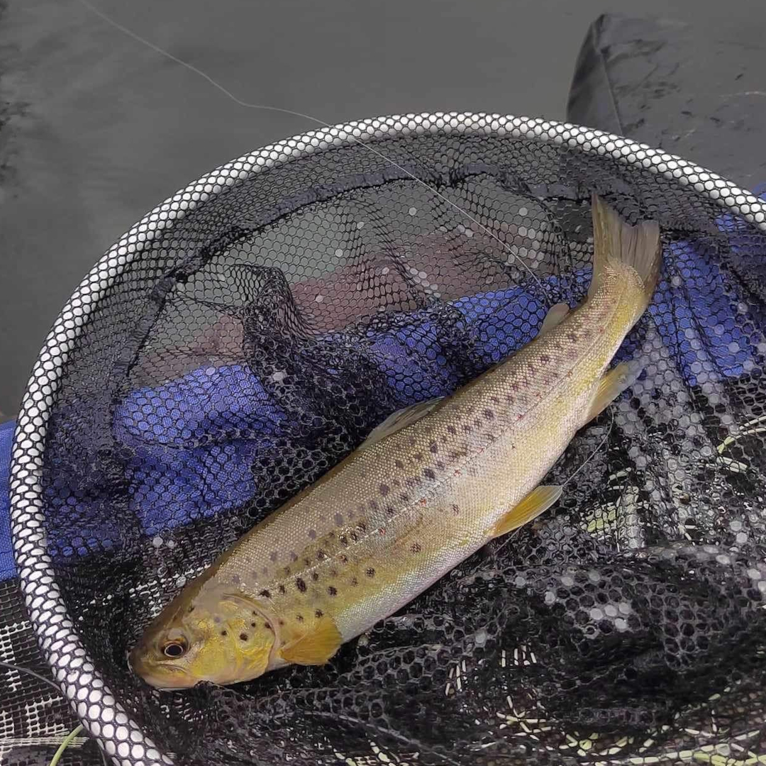 Member-caught brown trout at Drift
